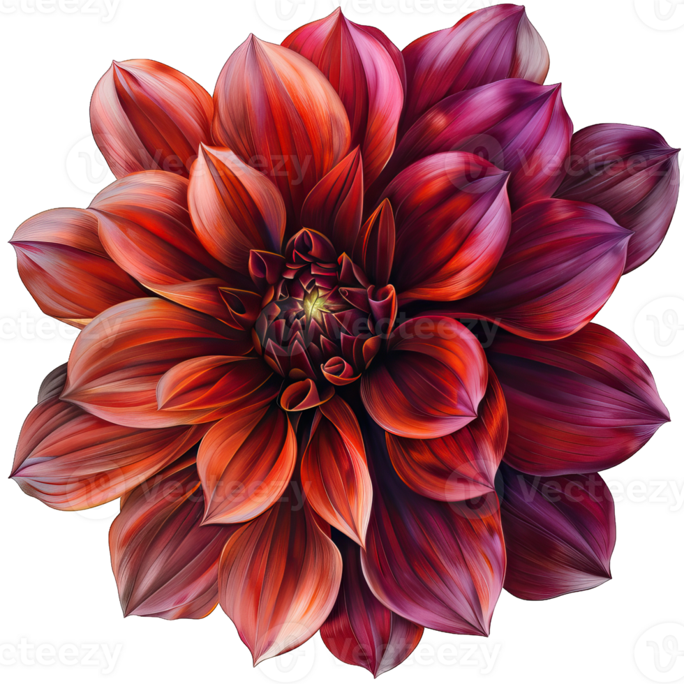 A vibrant Flower png