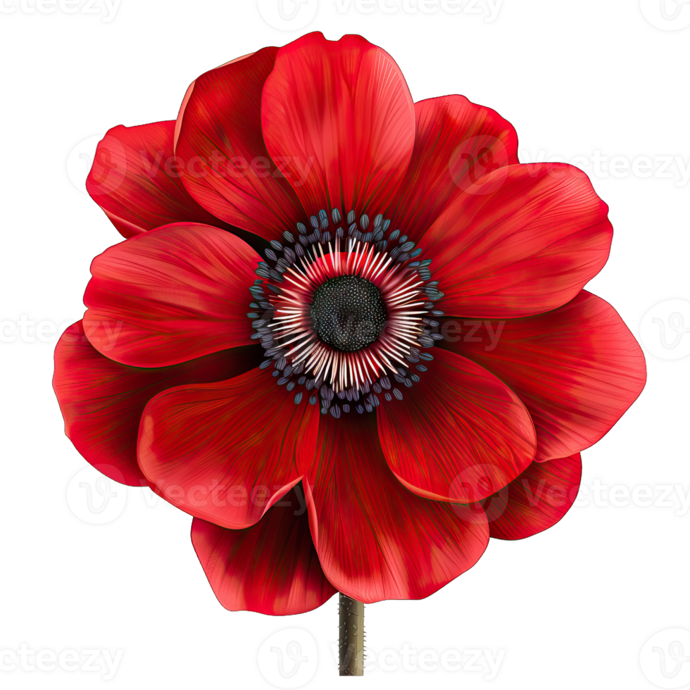 A vibrant Flower png
