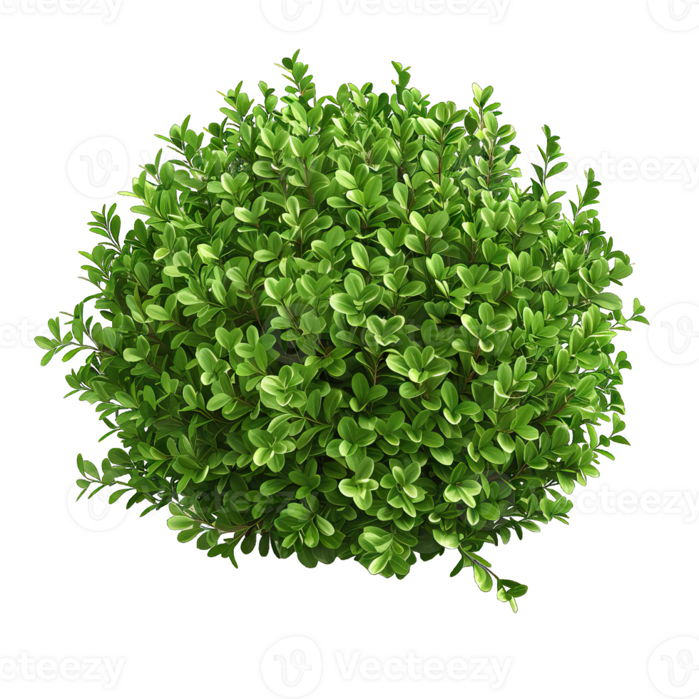 A green shrub with leaves png