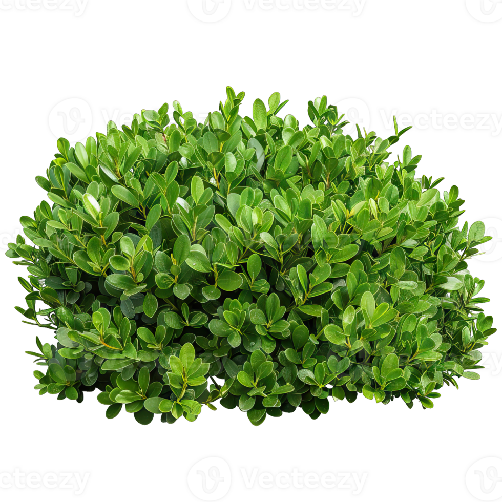 A green shrub with leaves png