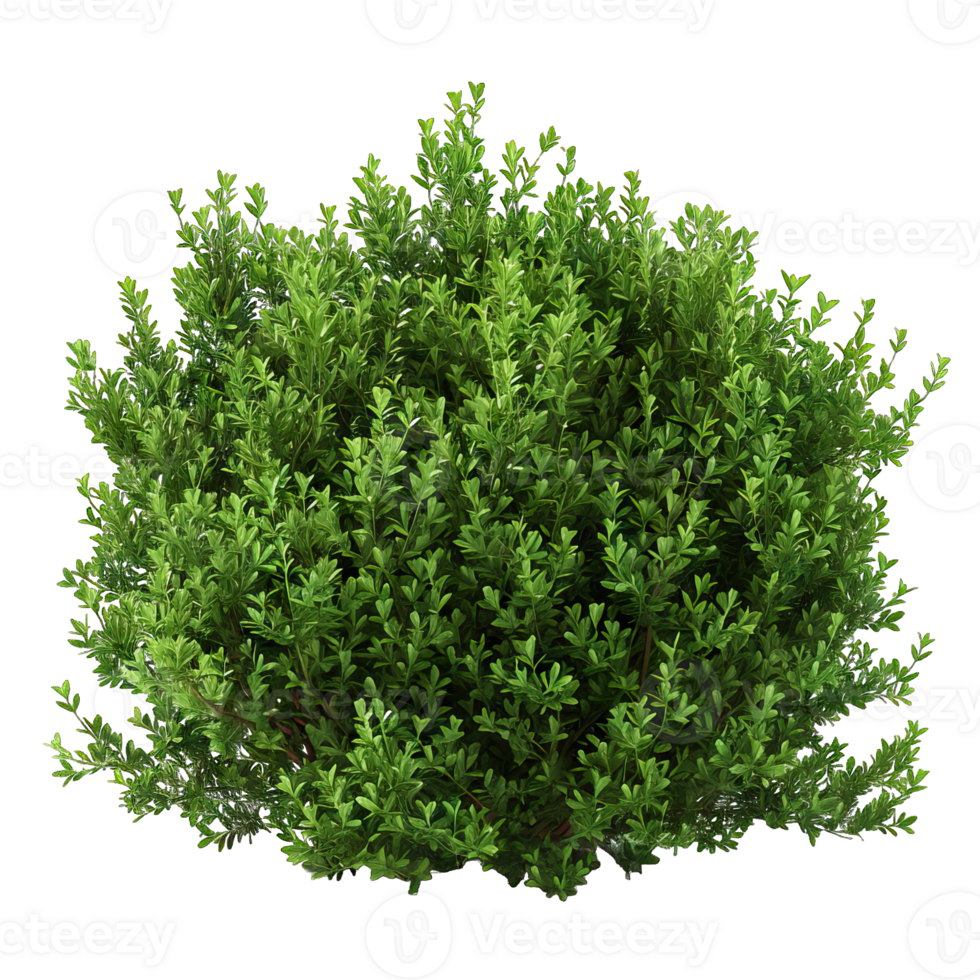 uma verde arbusto com folhas png