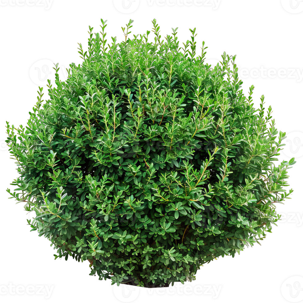 A green shrub with leaves png