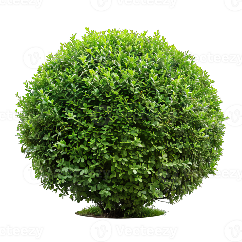 A green shrub with leaves png