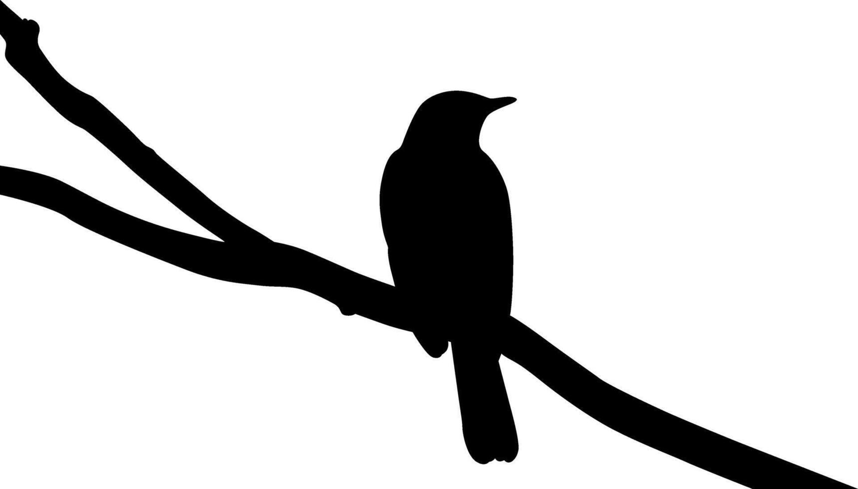 Silhouette a beautiful bird vector