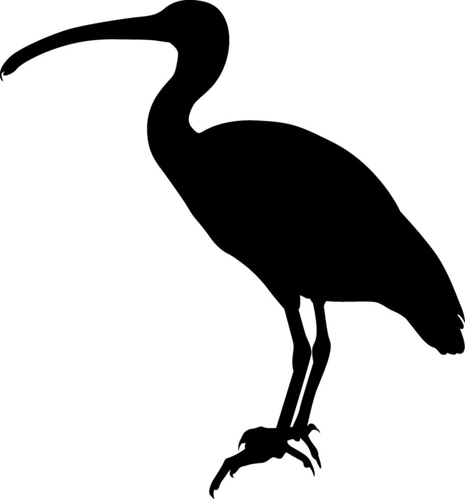 Silhouette a beautiful bird vector