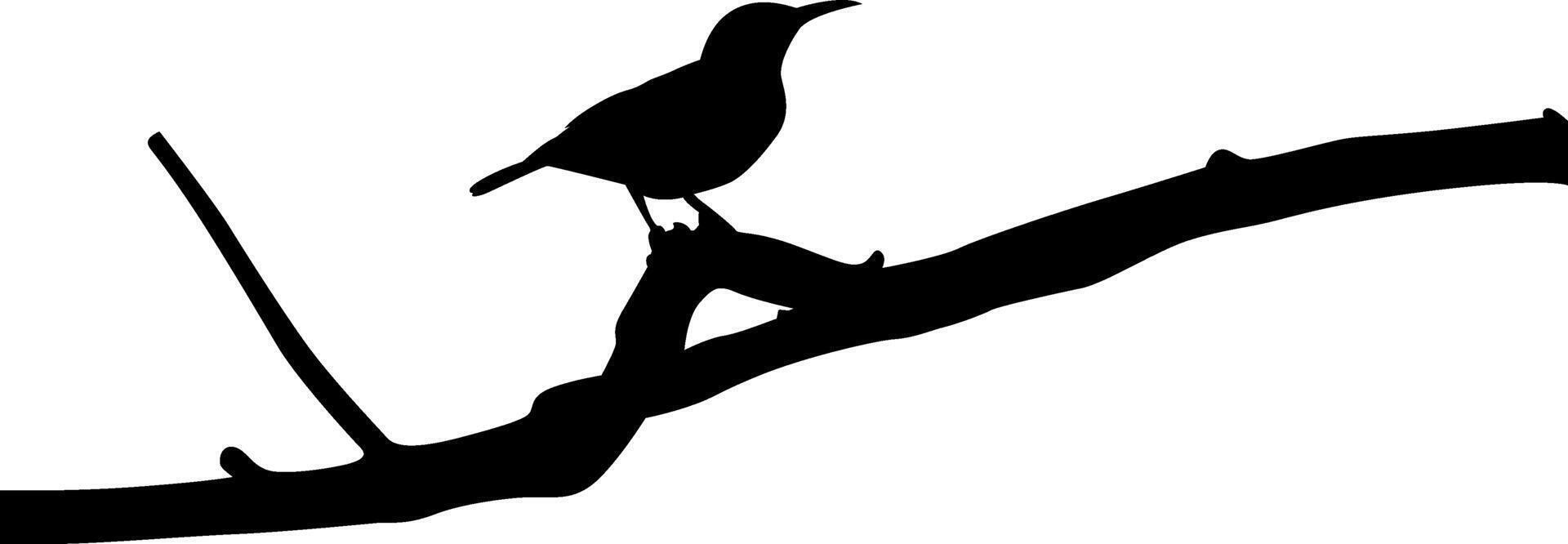Silhouette a beautiful bird vector