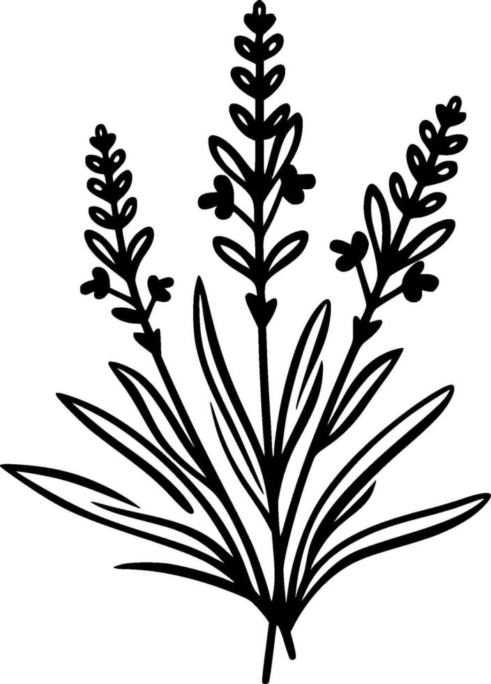 Lavender, Black and White illustration vector