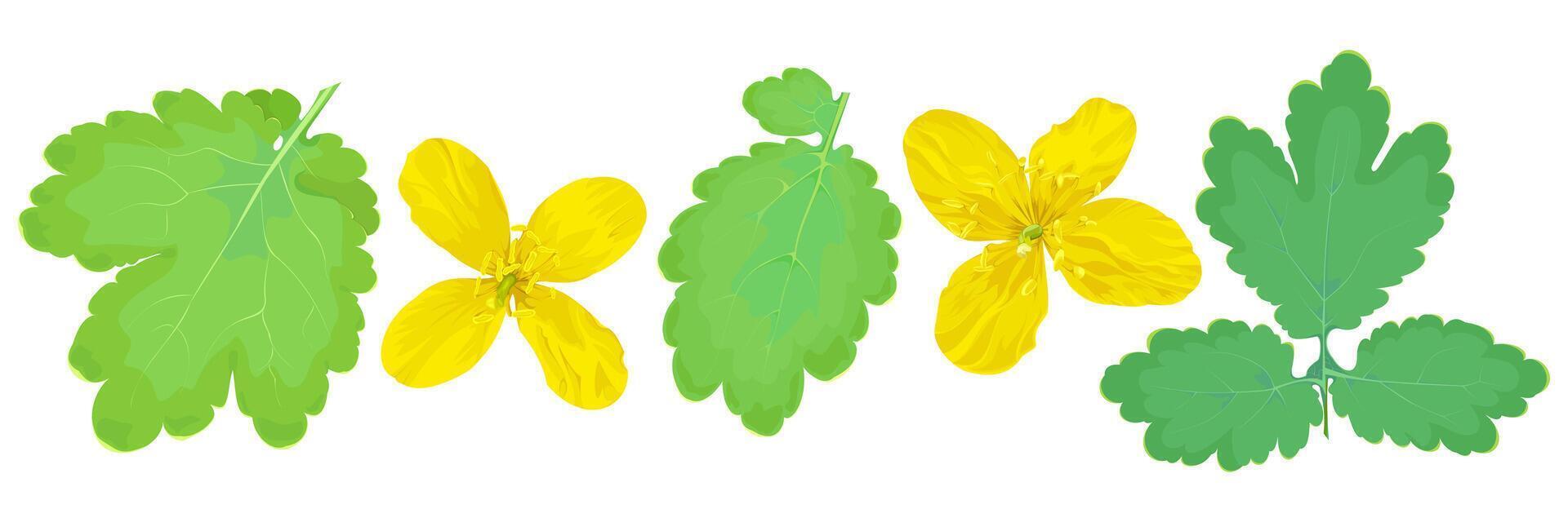 Set of five isolated celandine elements on a white background vector