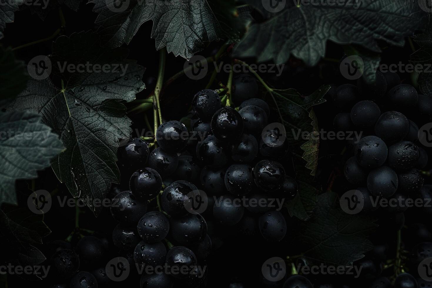 Dark and moody bunches of pinot noir grapes hanging from a vine photo