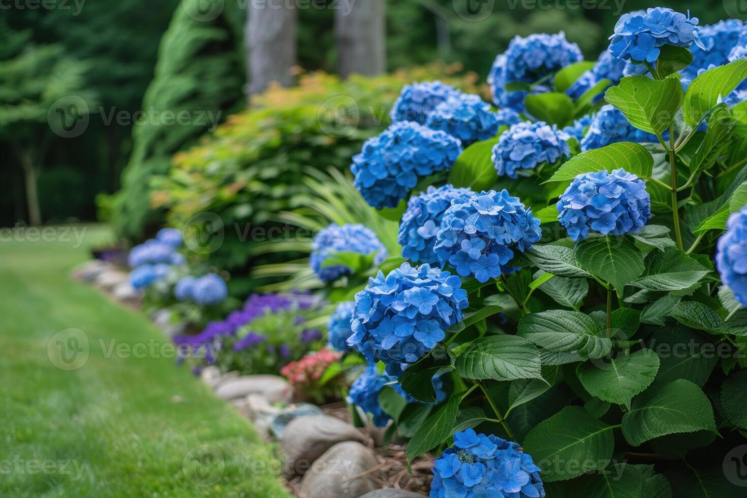 Blue hydrangeas blooming in a lush garden border photo