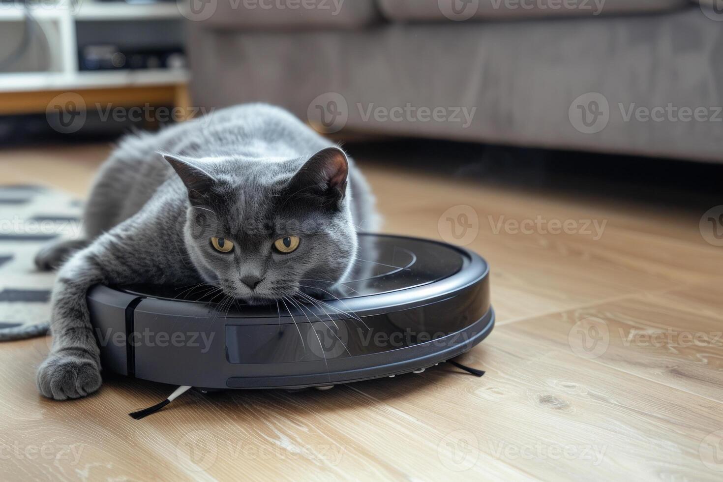 Curious grey cat relaxing on a robotic vacuum cleaner photo