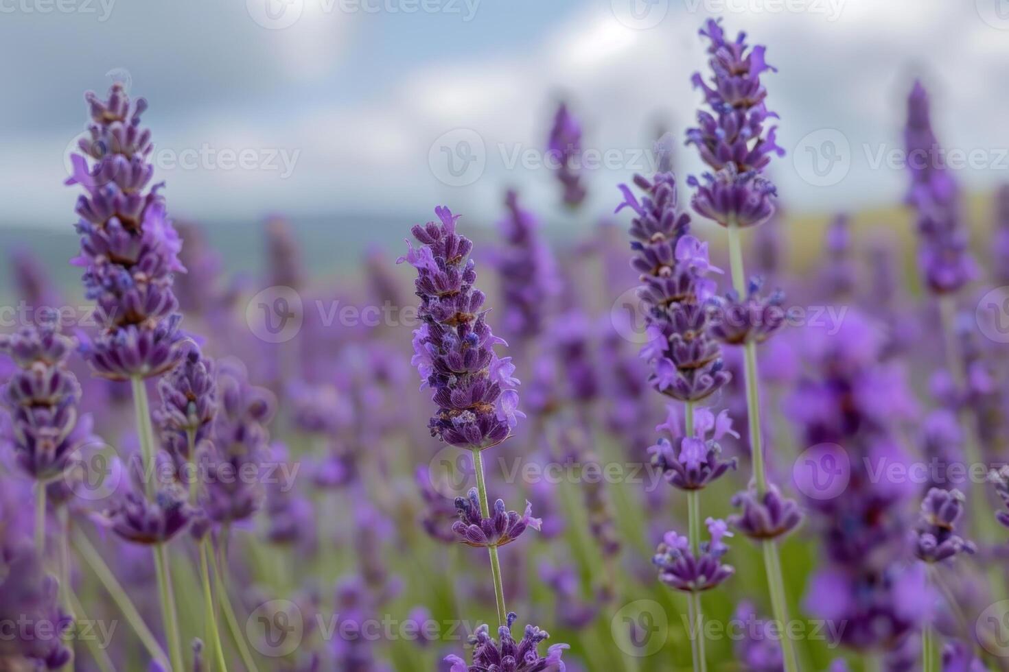 Closeup of vibrant lavender flowers with blurred field background photo
