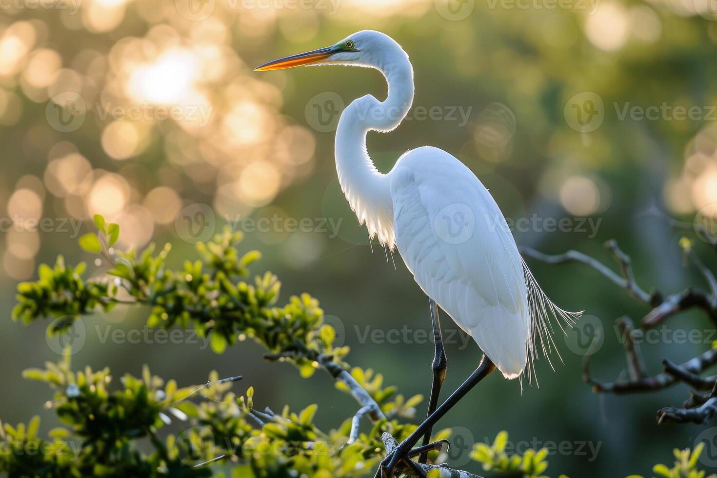 Great egret perched on a branch at sunset enjoying the golden hour photo