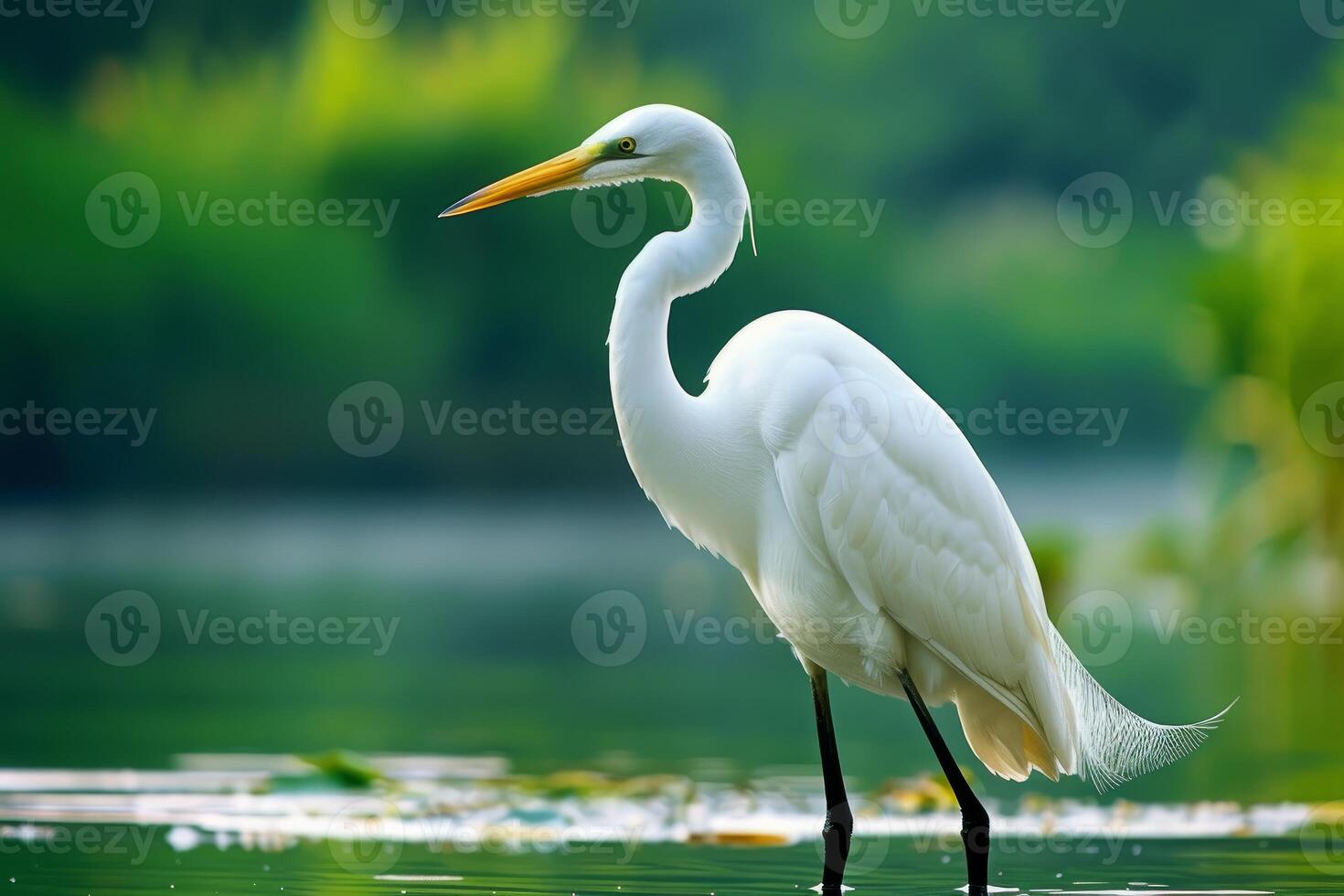 Elegant great egret wading in shallow water of green lake photo