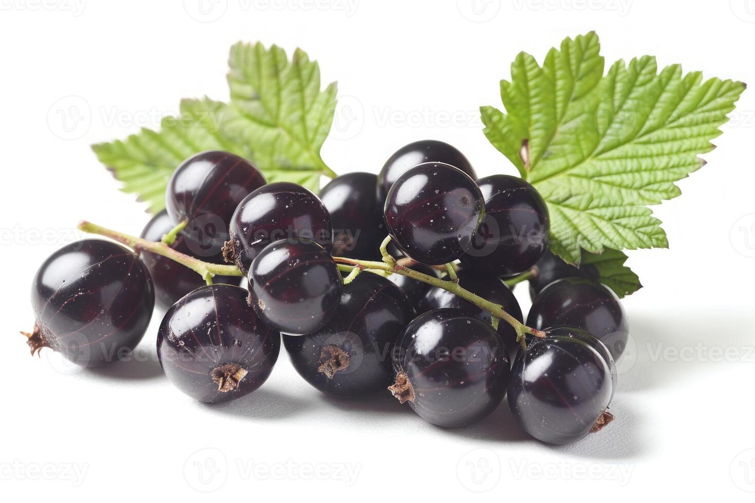 Branch of freshly picked black currants resting on white background photo