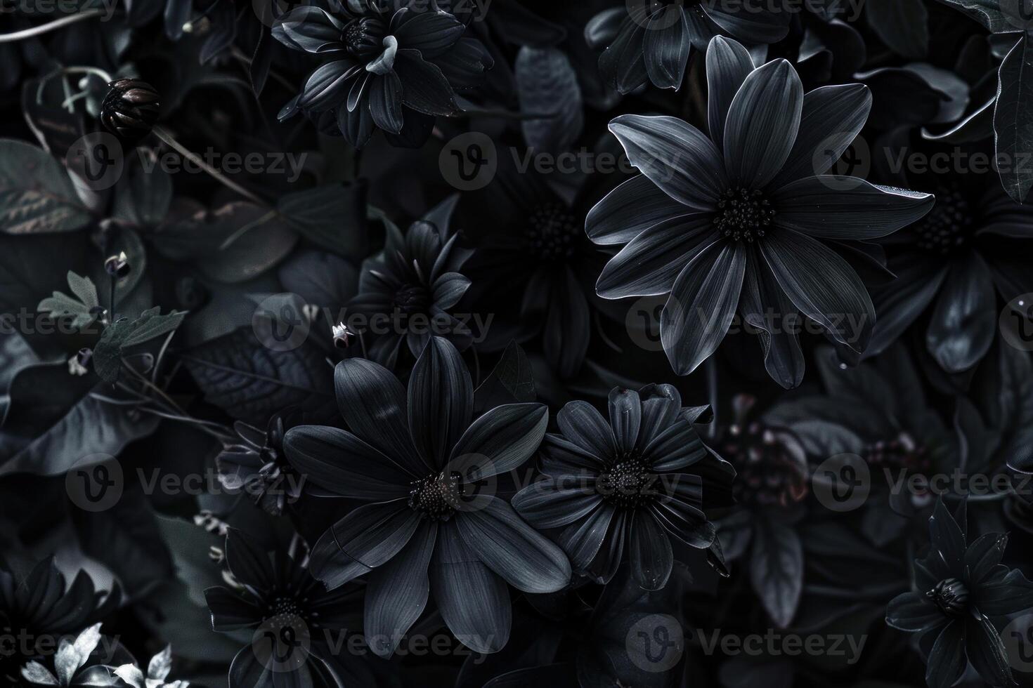 Dark floral background with black flowers blooming in the garden photo