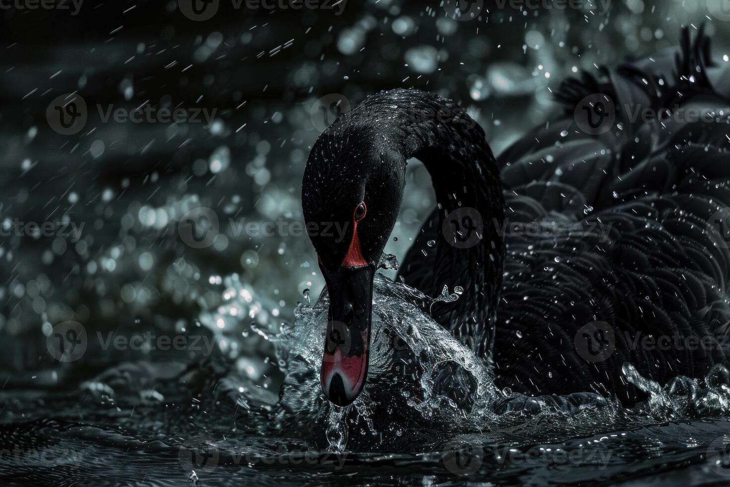 Black swan gracefully dipping its head into water creating a splash photo