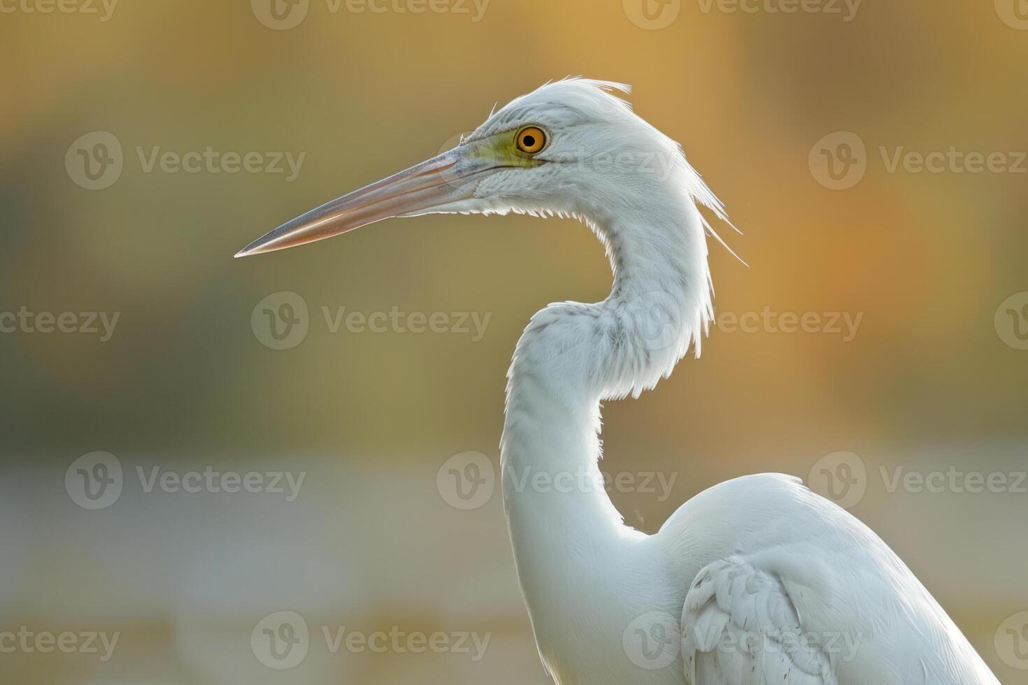 Elegant white heron standing gracefully in nature photo
