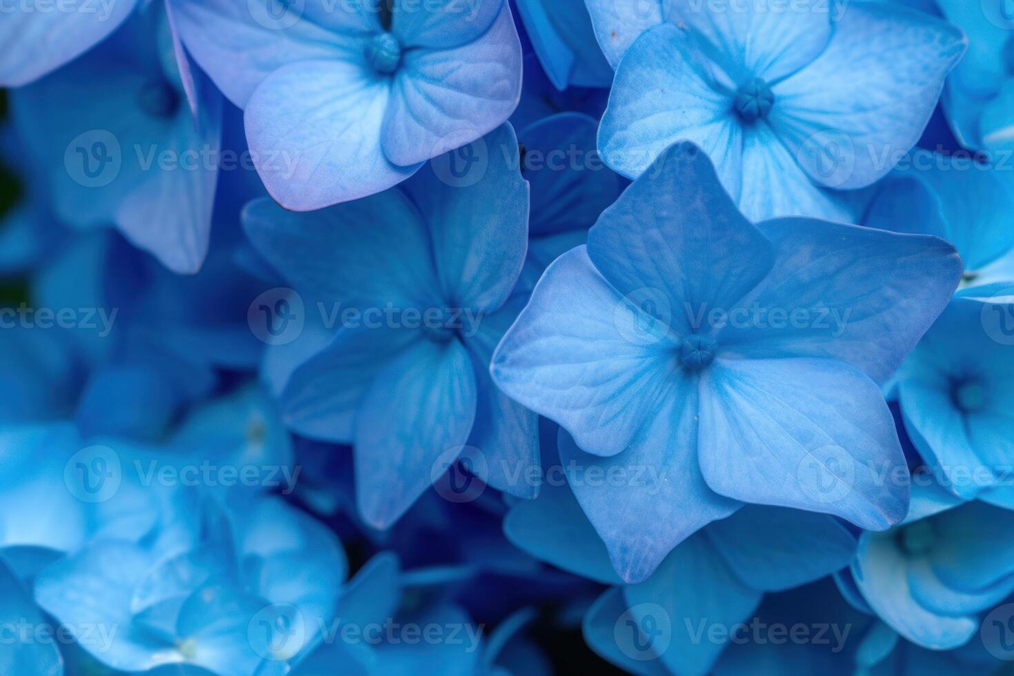 Vibrant blue hydrangea blooms close-up photo