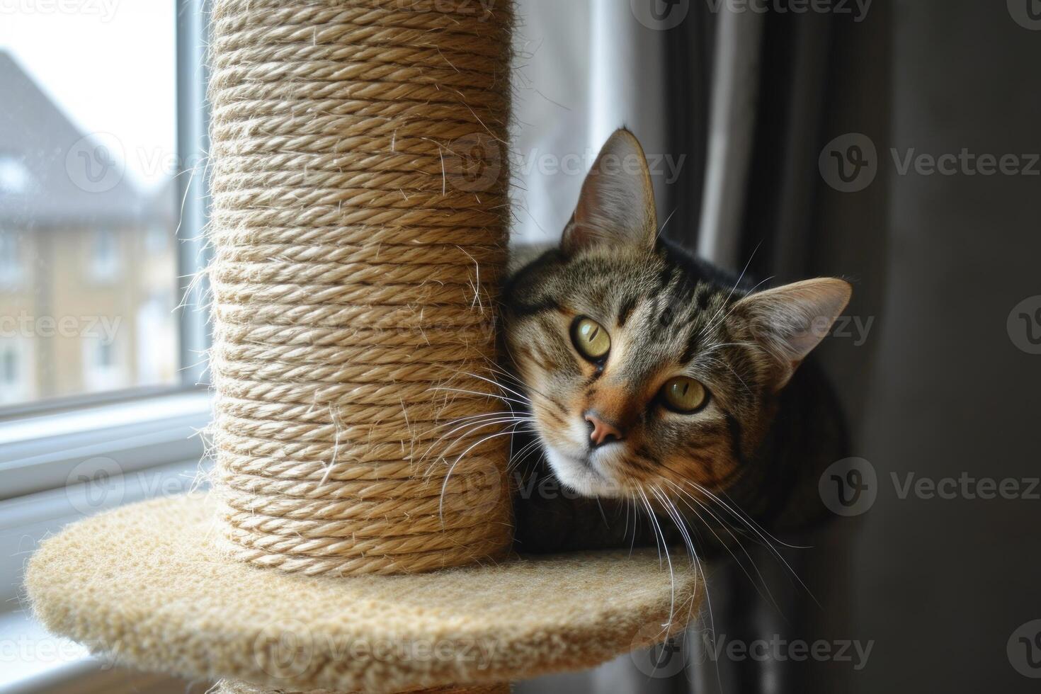 Domestic tabby cat peeking behind scratching post photo
