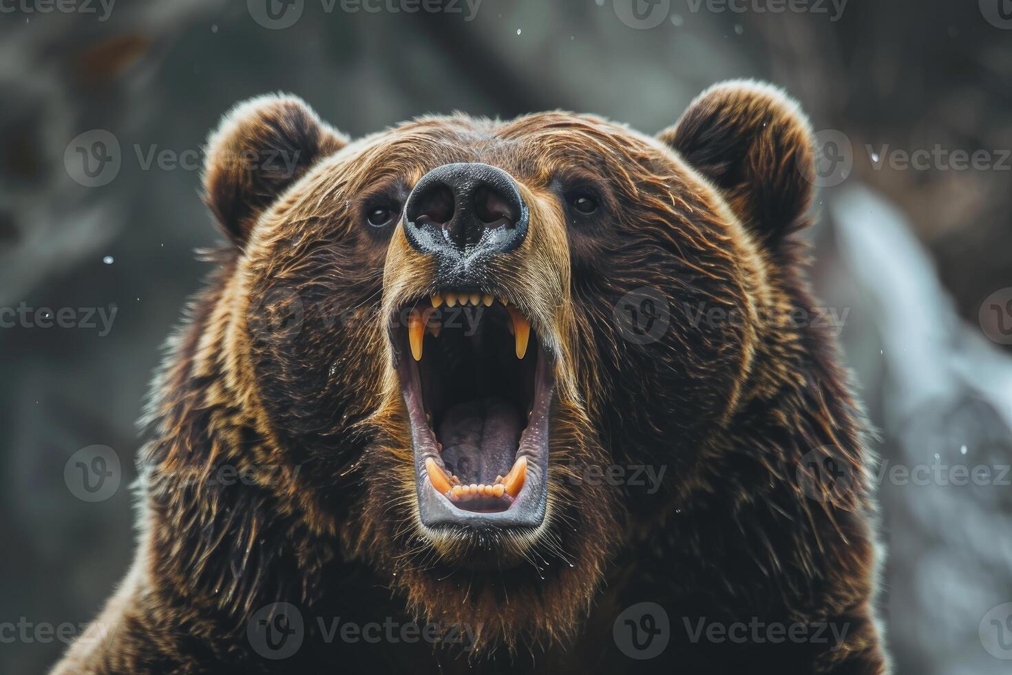 Intimidating brown bear roaring closeup photo