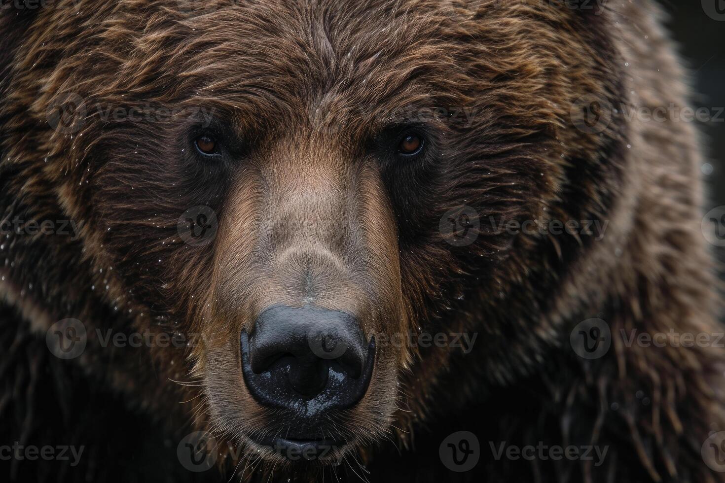 Close-up of a brown bear's face showcasing its deep gaze and wet fur details photo