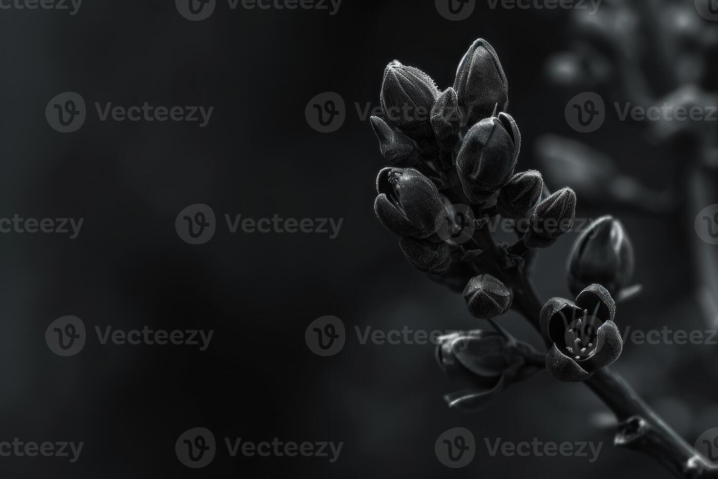 Dramatic Black flowers. Generate Ai photo