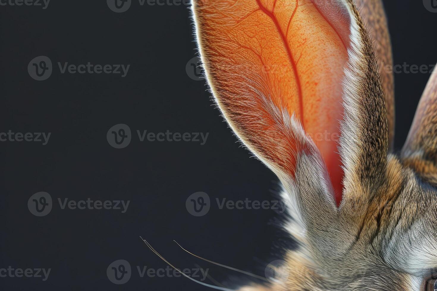 Close-up view of a rabbit's ear photo