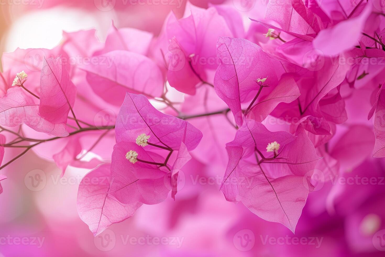 Vibrant pink bougainvillea blossoms in soft focus photo