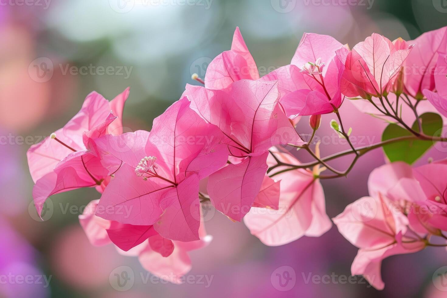 Vibrant pink bougainvillea flowers in bloom photo