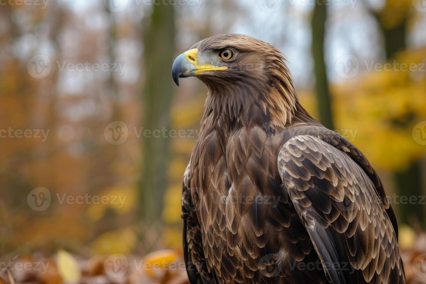 Majestic golden eagle in autumn forest photo