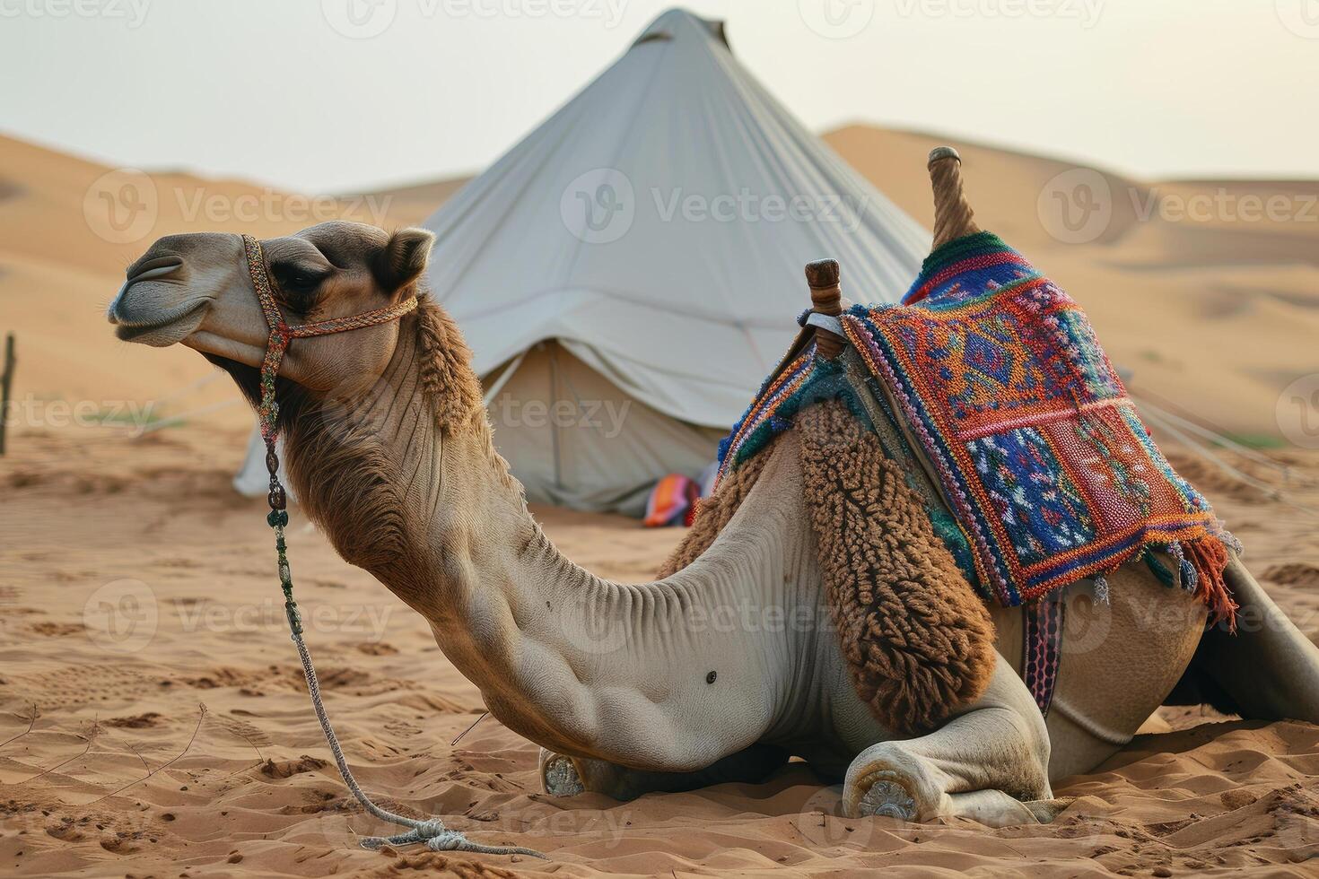Resting camel by desert campsite photo