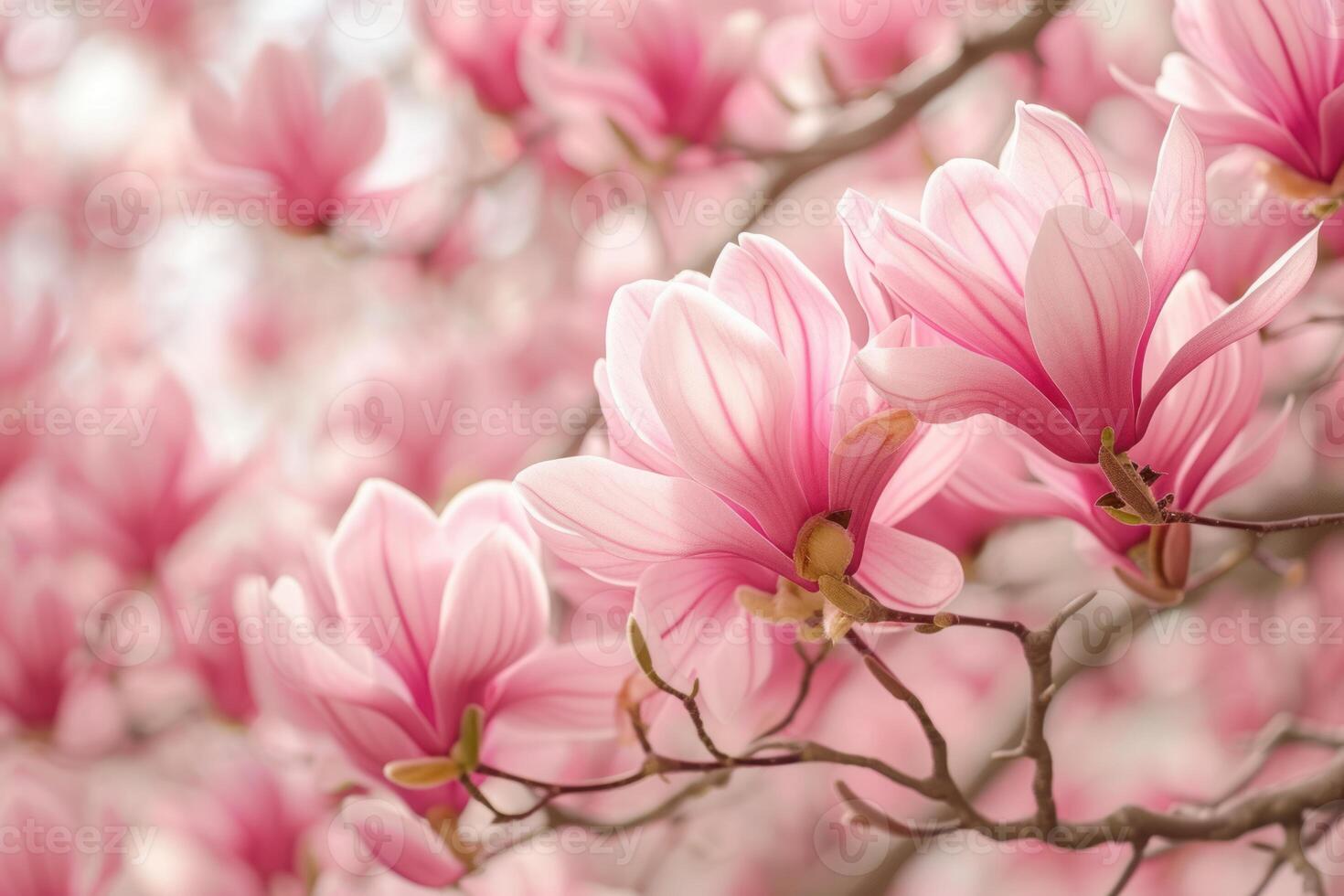 Delicate magnolia flowers in full bloom against a soft, blurred background photo