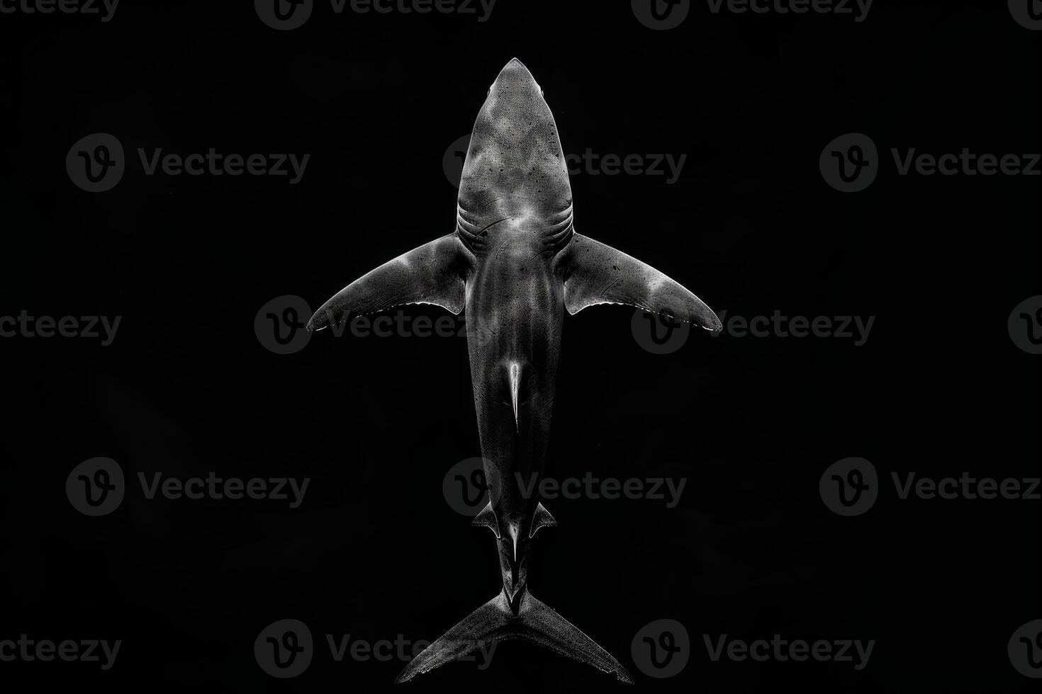 Majestic shark in dark waters photo