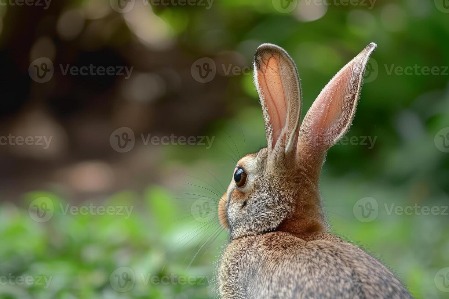 Close-up of alert rabbit in natural setting photo