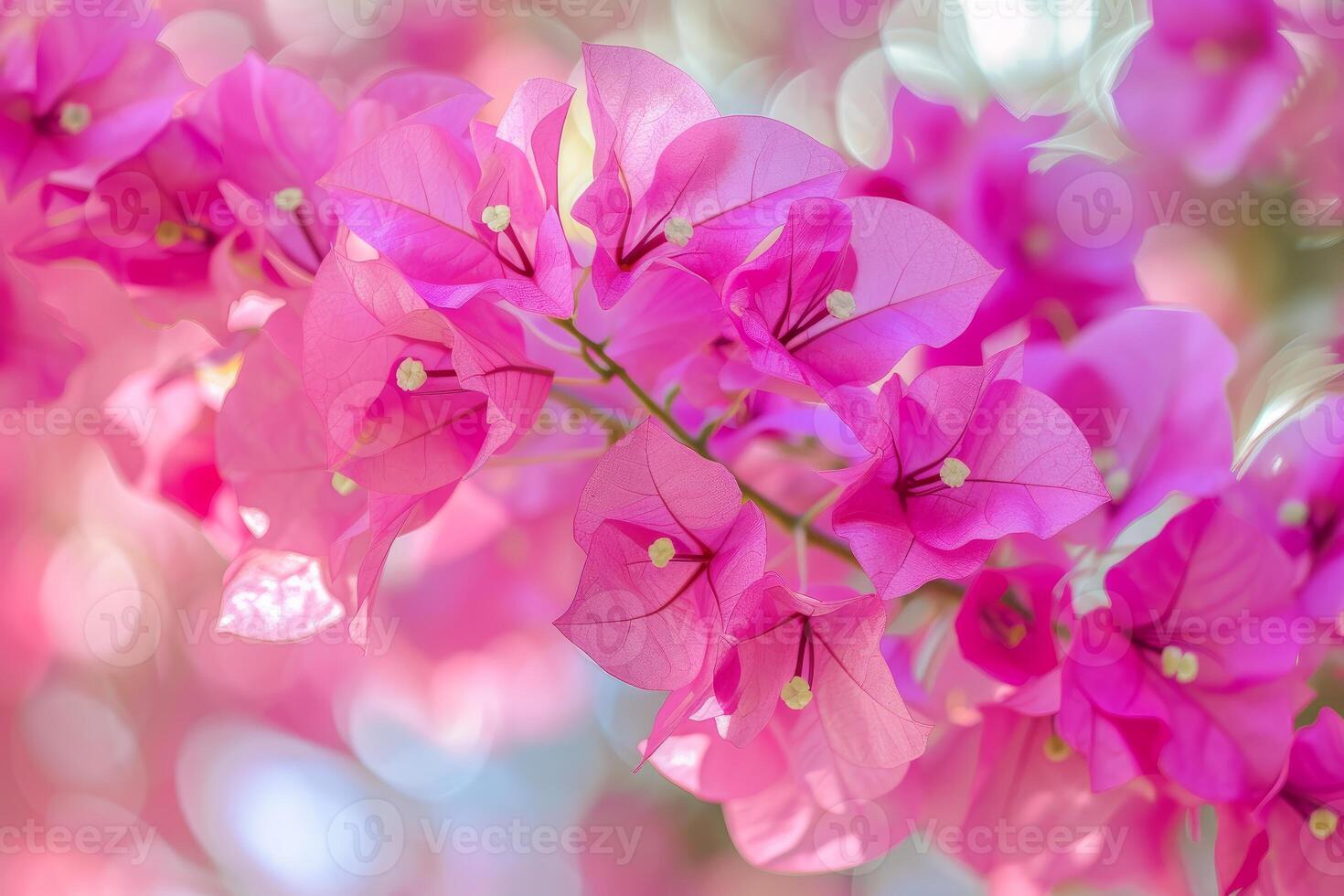 Vibrant pink bougainvillea blossoms with soft bokeh background photo