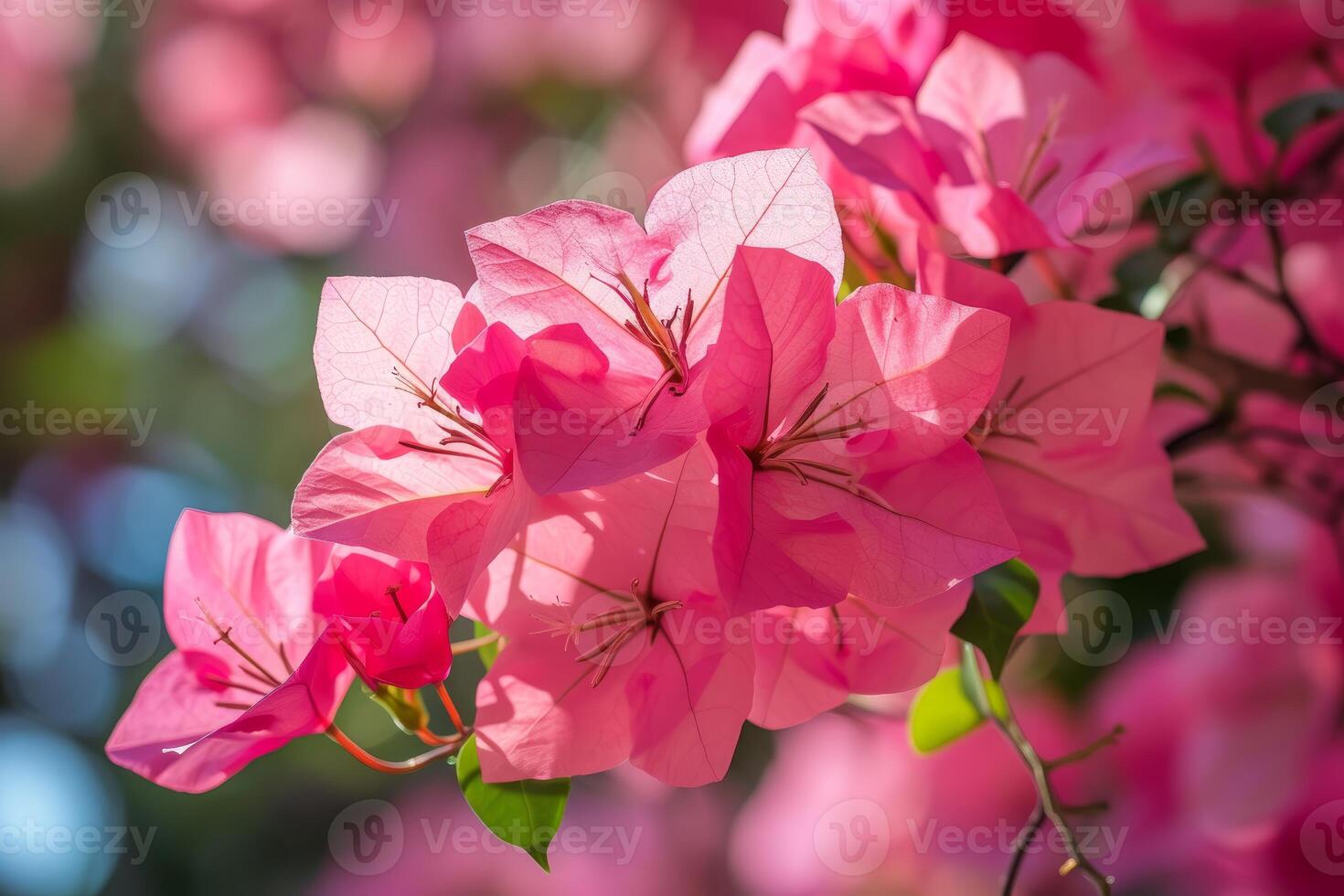Vibrant pink bougainvillea in full bloom photo