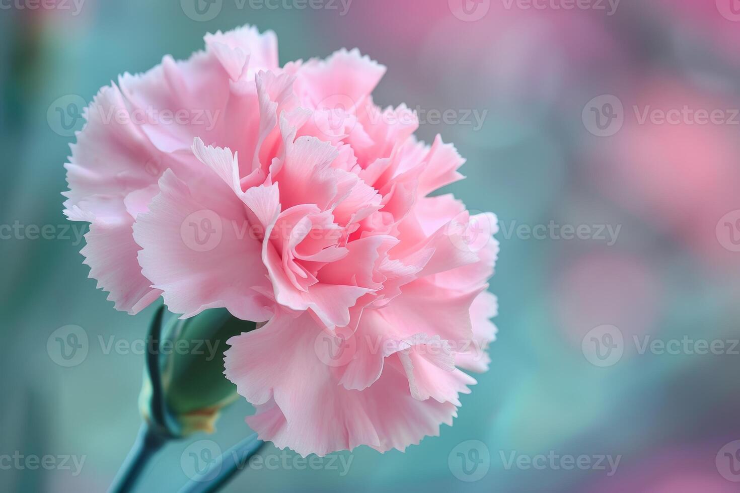 Soft pink carnation on pastel background photo