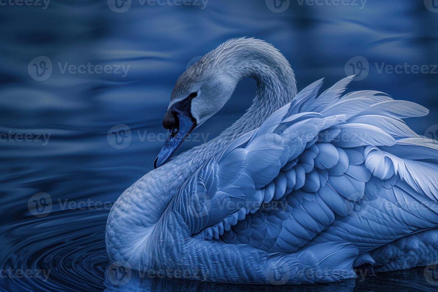 Elegant swan on tranquil water photo