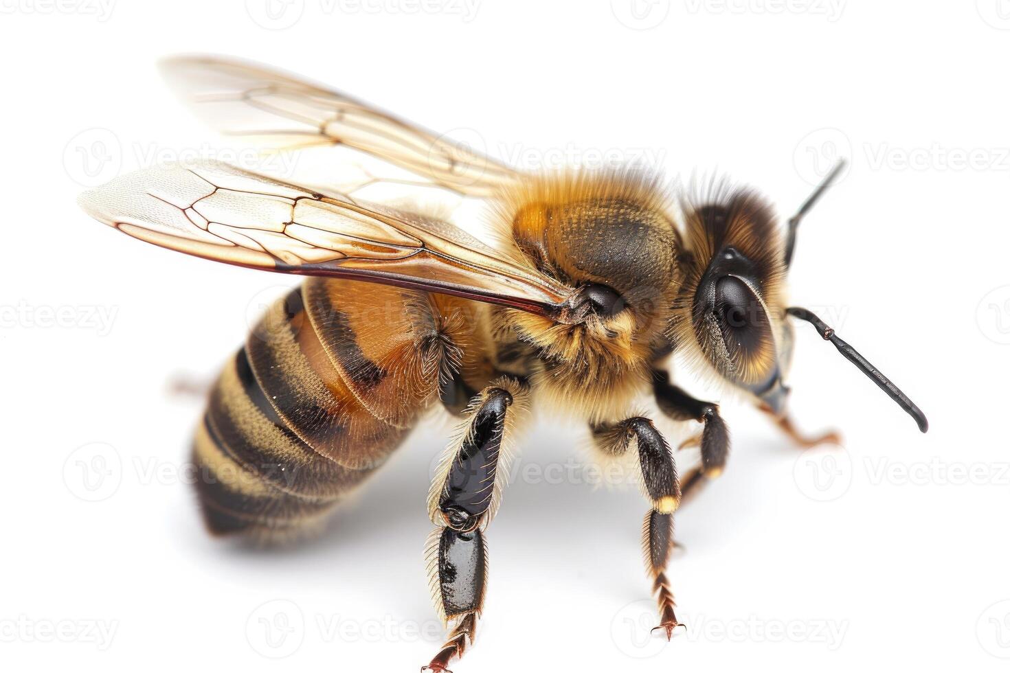 Closeup view of a honey bee isolated on white photo