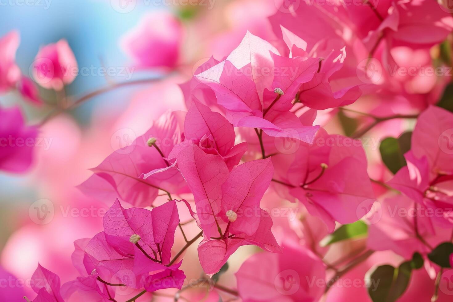 Vibrant pink bougainvillea blossoms under soft light photo