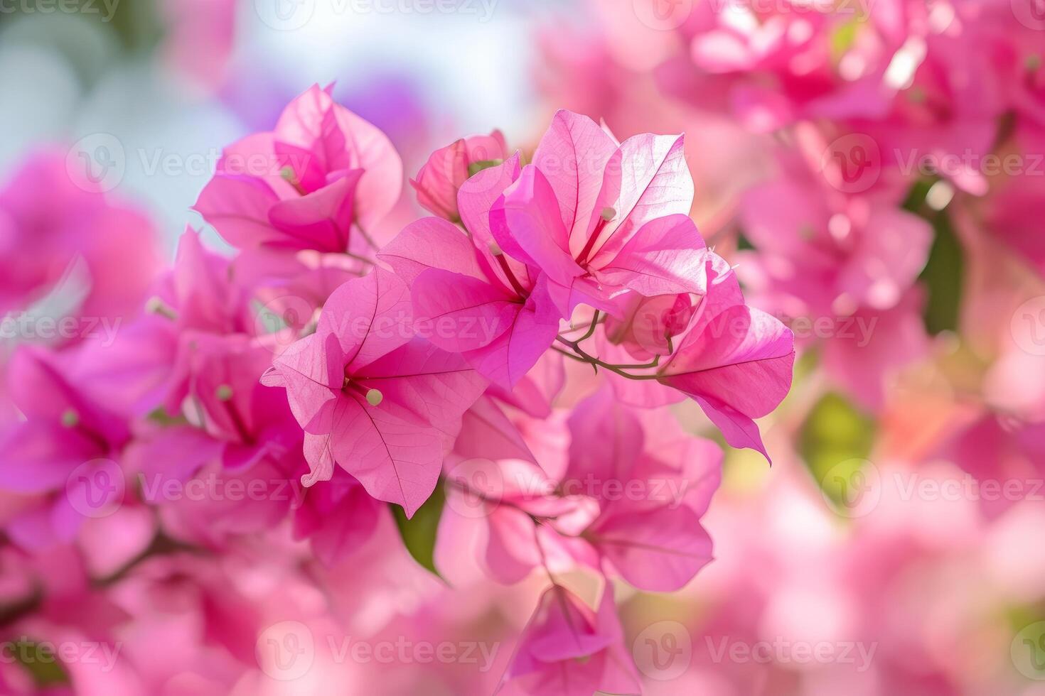 Vibrant pink bougainvillea blossoms in sunlight photo