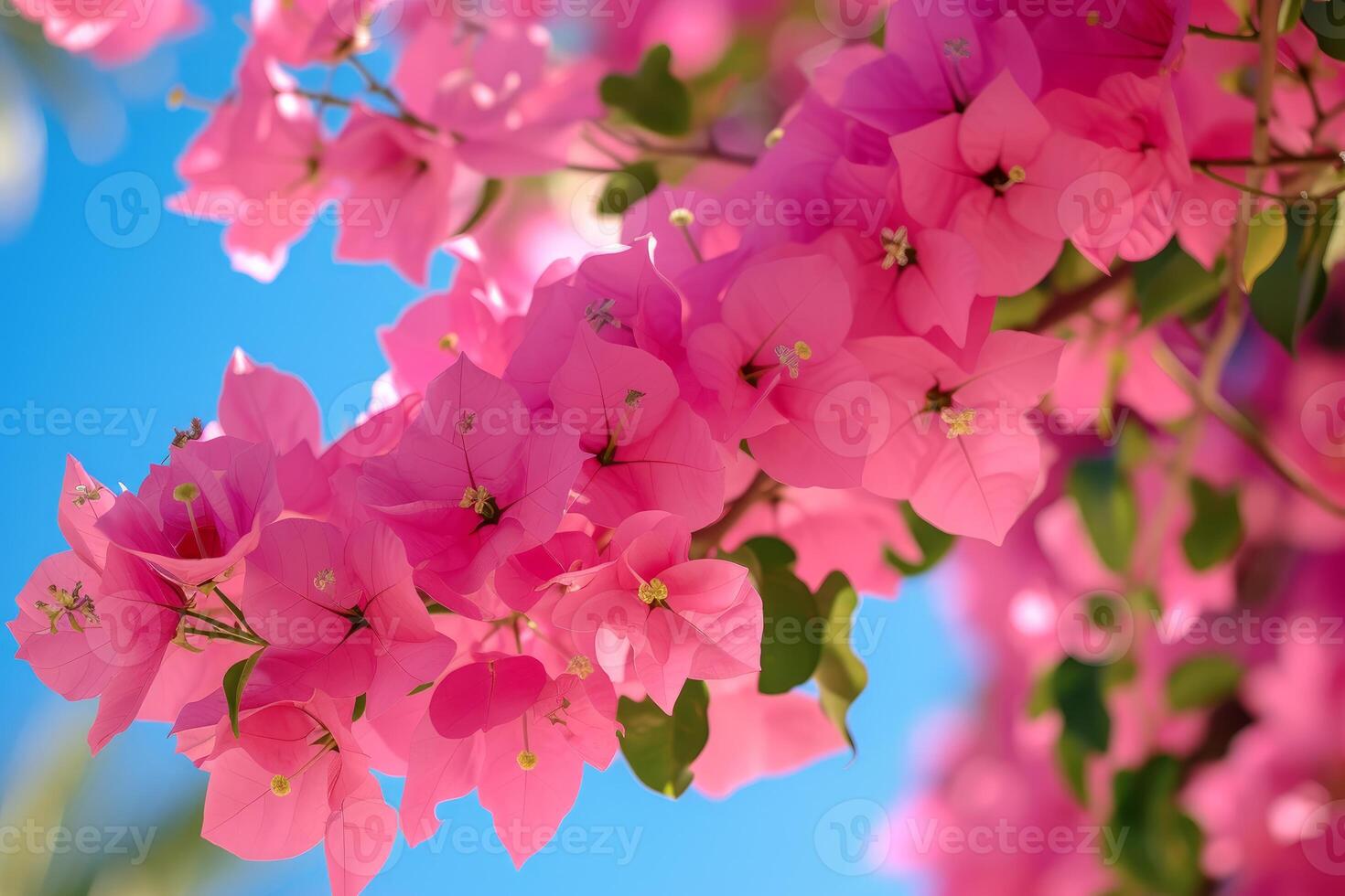Vibrant pink bougainvillea flowers against sky photo
