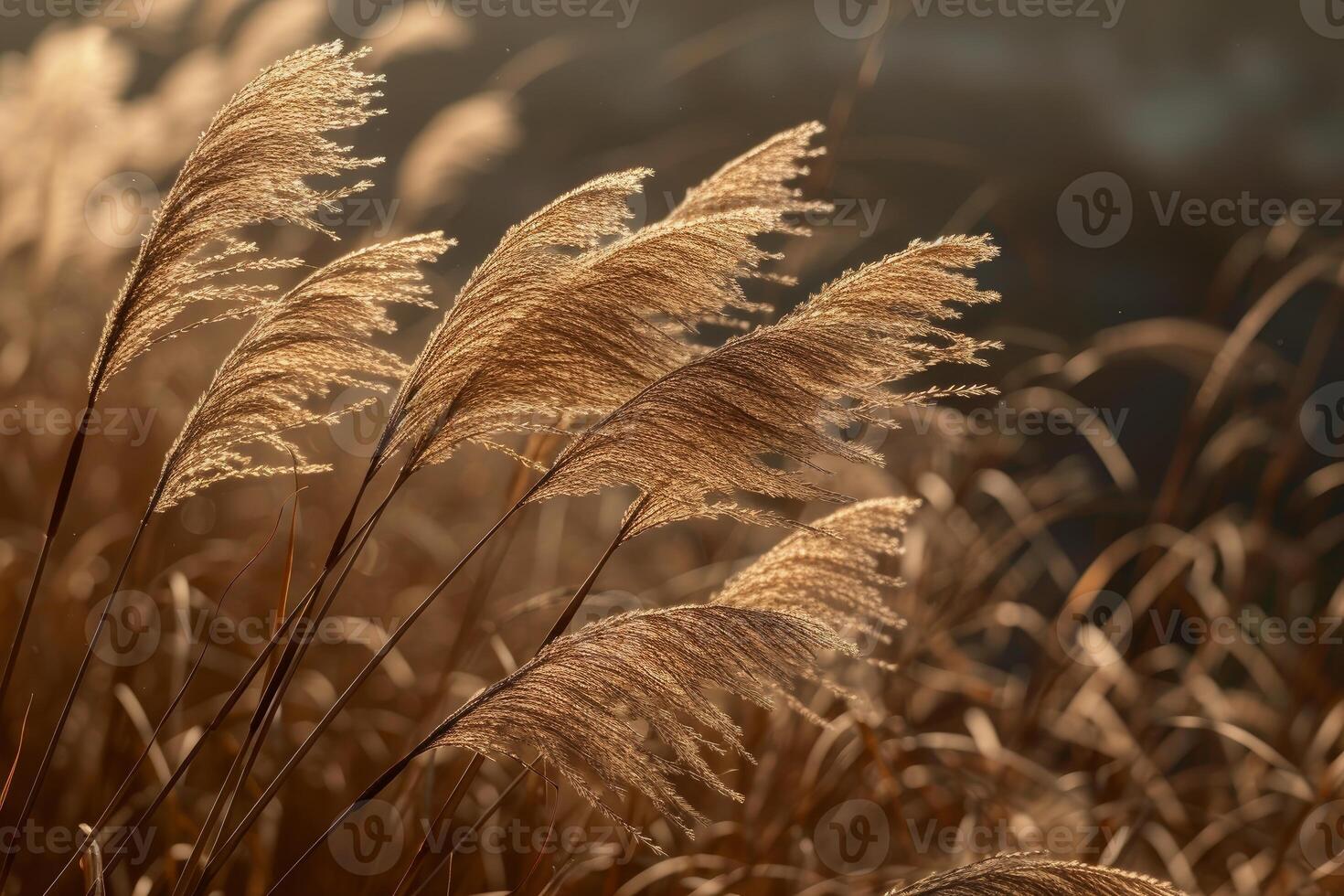 Backlit pampas grass glows in the warm light of the setting sun photo