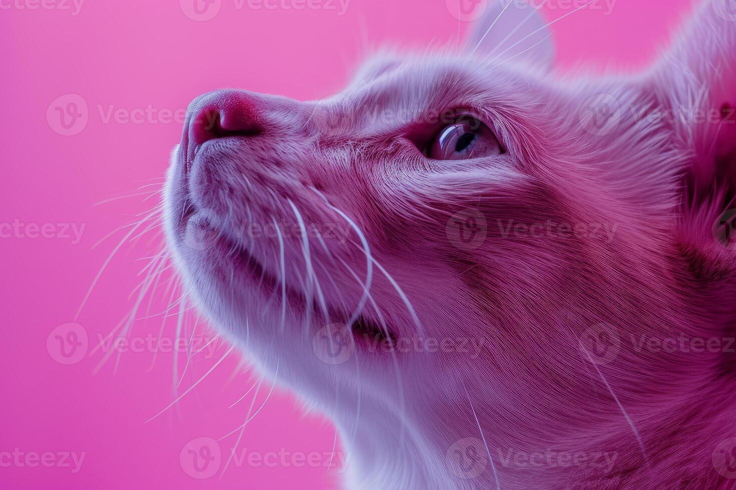 Majestic cat in pink hue photo