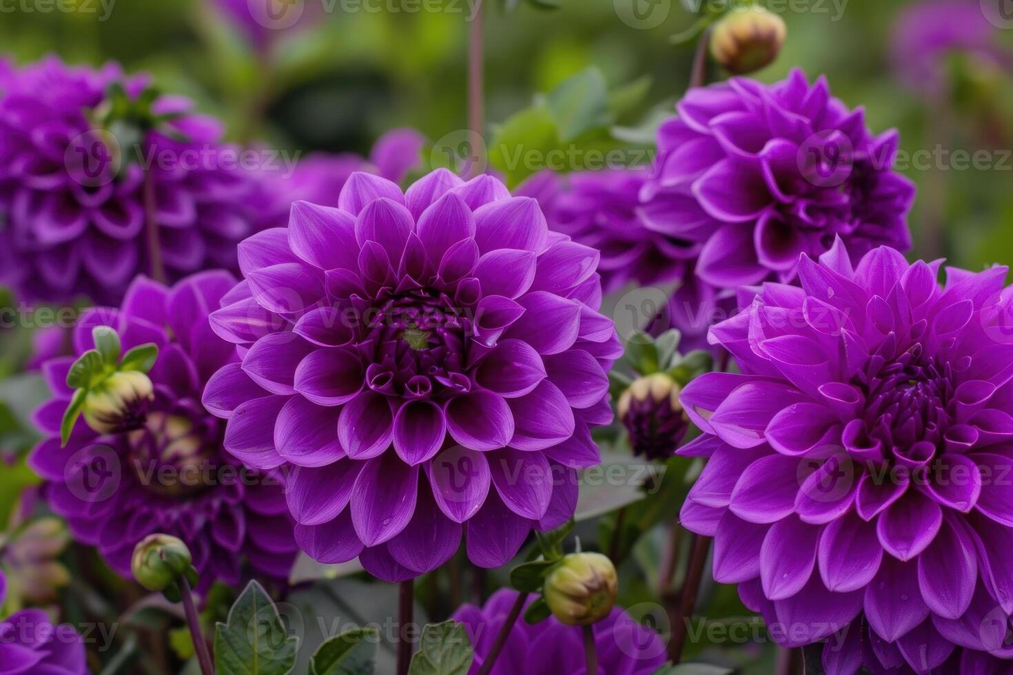 Vibrant purple dahlias in bloom photo