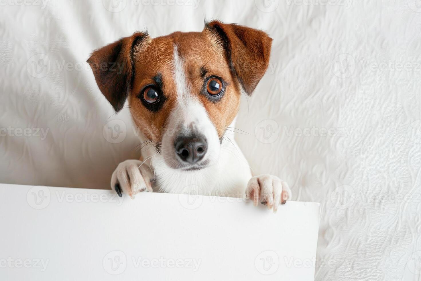 Curious jack russell peeking over edge photo