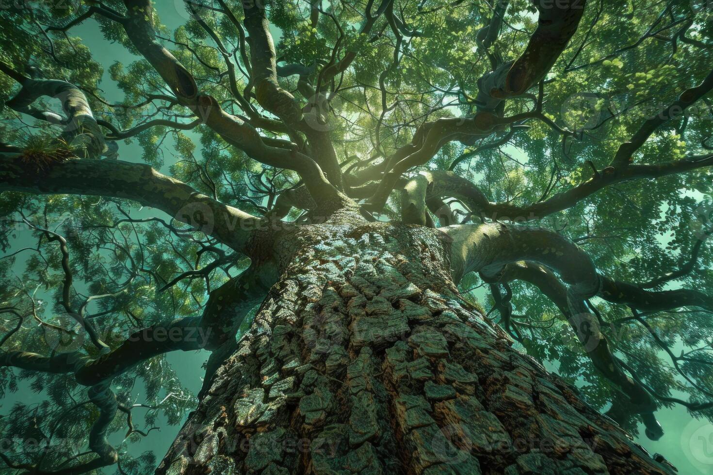 Low angle view of a towering tree against a radiating sunlight through its branches photo