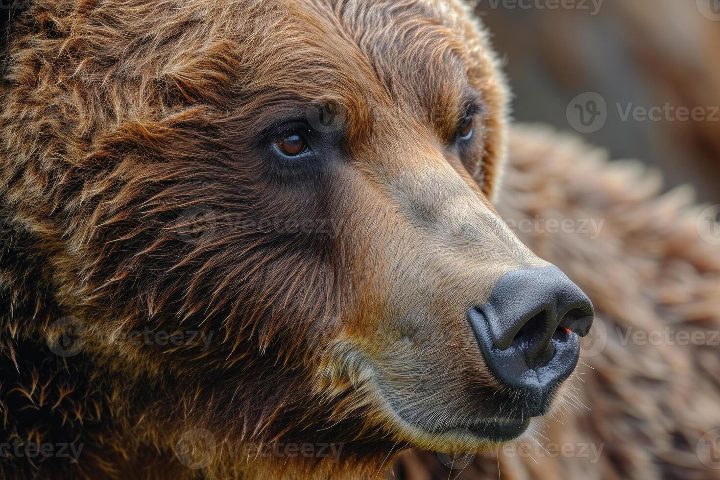 Close-up of a brown bear's face photo