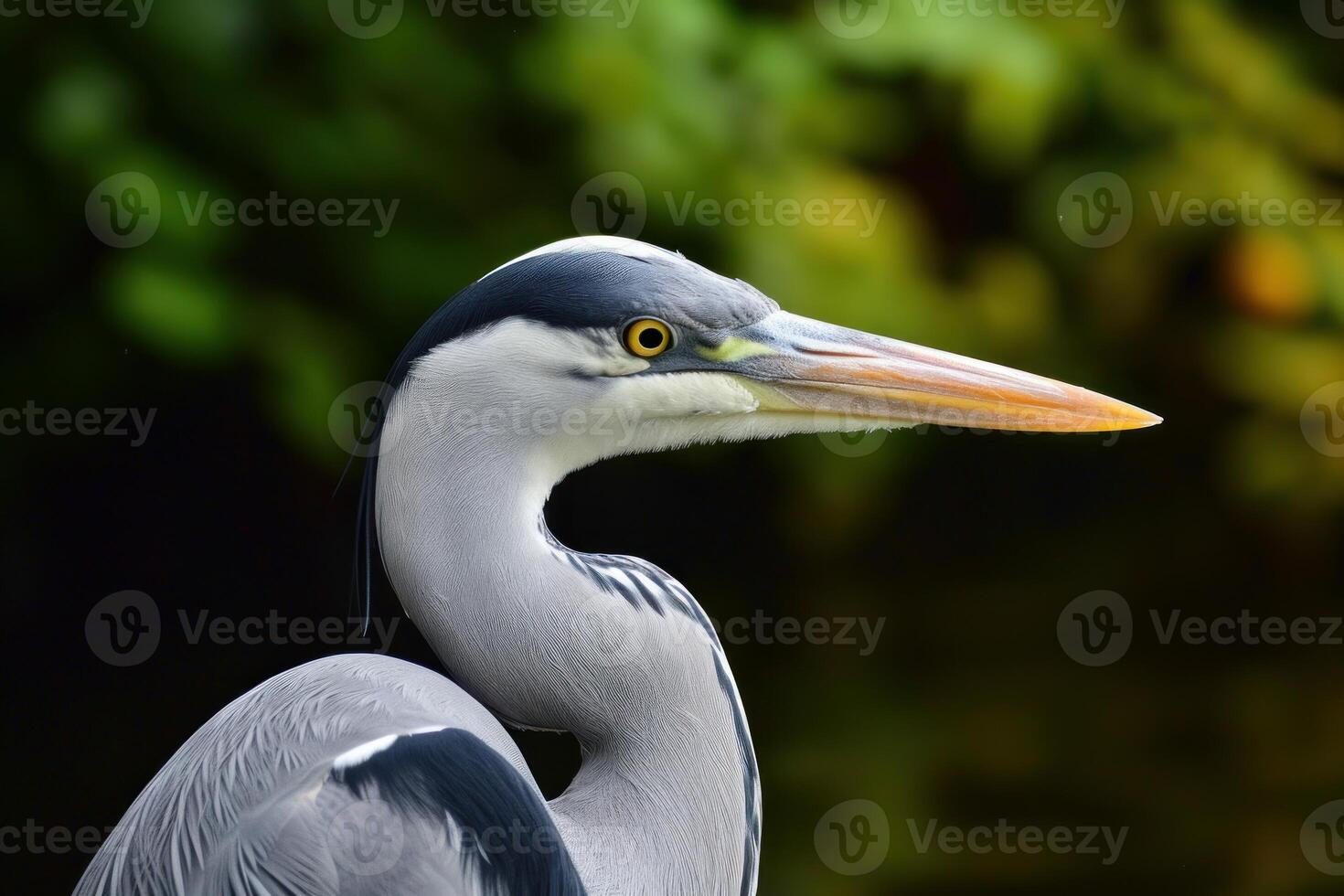 Captivating Bird heron closeup. Generate Ai photo